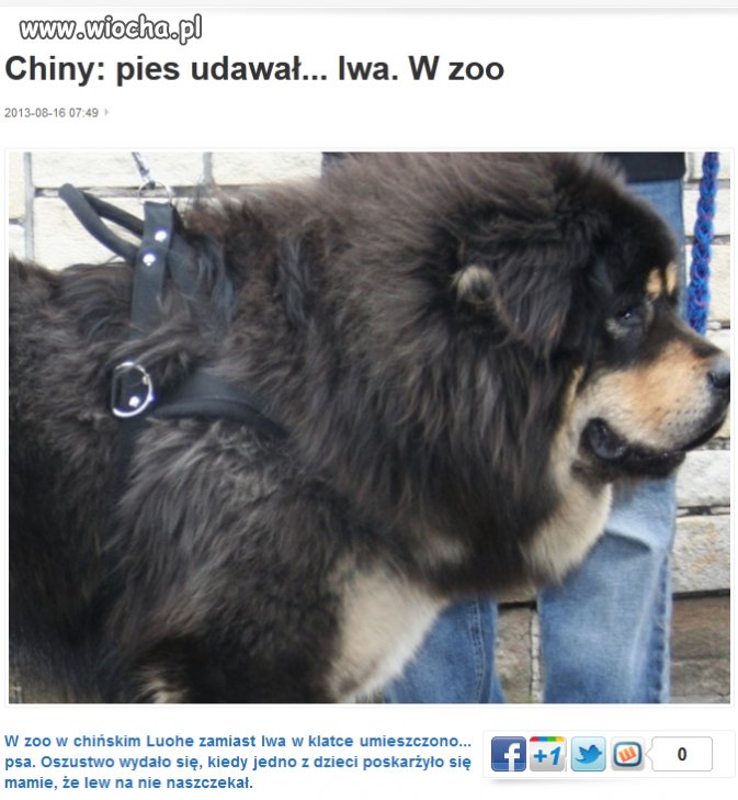 No faktycznie podobny
