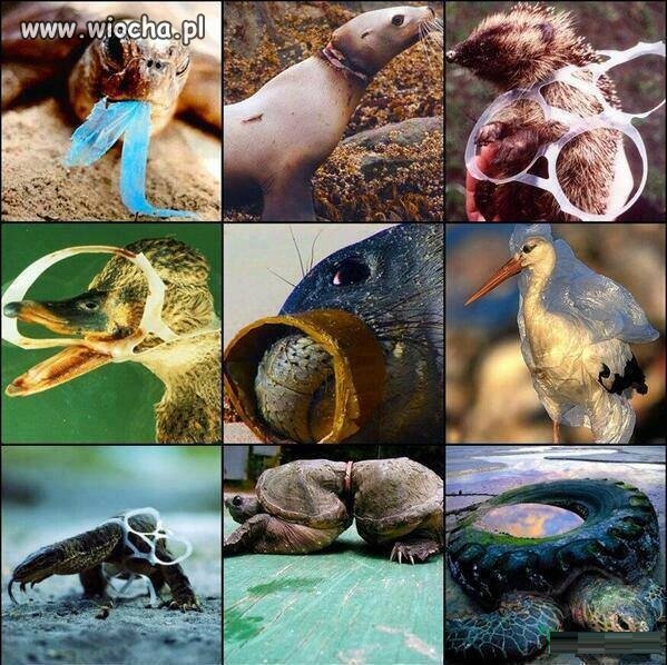 Cywilizacja vs natura