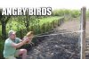 Angry birds...