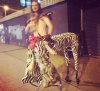 Centaur - wersja zebra