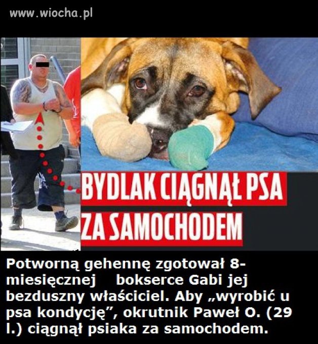 Chciał wyrobić u psa kondycję
