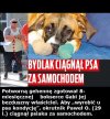 Chciał wyrobić u psa kondycję