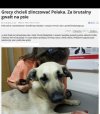 Porwał z ulicy i zgwałcił psa
