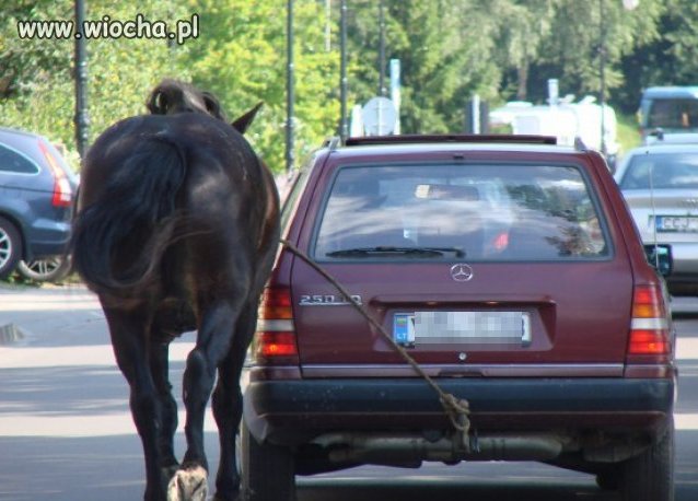 Koń na spacerze