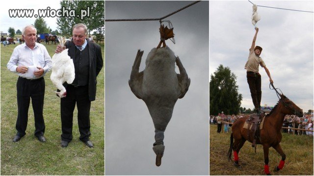 Królem zostaje ten,kto urwie łeb kaczorowi
