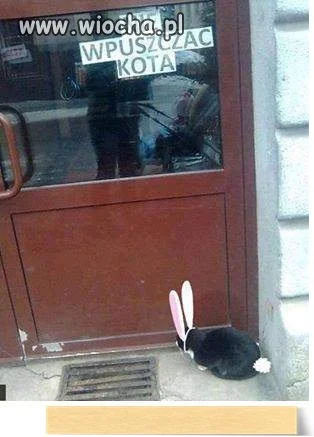 Nie wpuszczać  kota