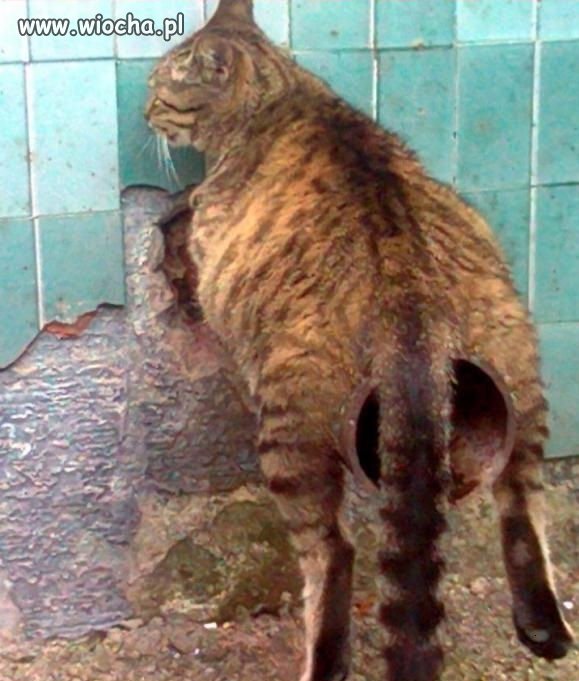Mruczuś...