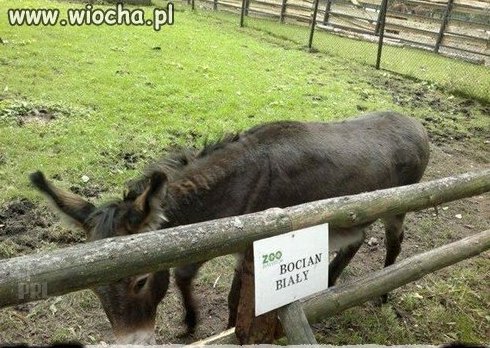 Bocian biały