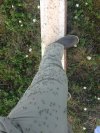 Efekt nudy i głupoty