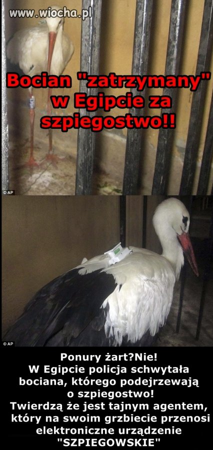 "Szpiegocian" czyli w oparach absurdu..