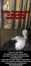 "Szpiegocian" czyli w oparach absurdu..