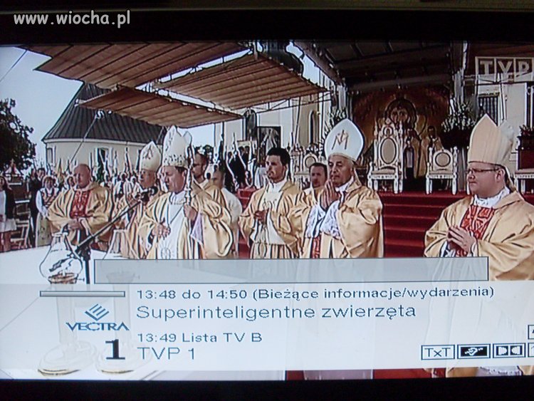 Superinteligentne zwierzęta