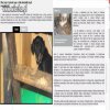 W jej mieszkaniu znaleziono 31 głodujących psów 