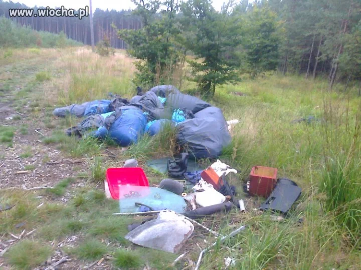 Dzisiejsze grzybobranie