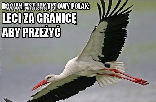 BOCIAN JEST JAK TYPOWY POLAK: