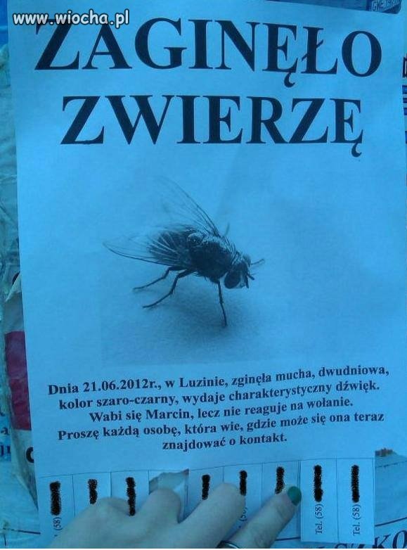 Zaginiony Okaz