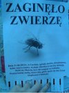 Zaginiony Okaz