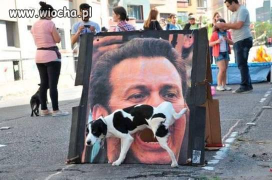 Psy są jednak mądre