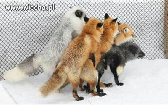 Firefox - brakujące wtyczki 