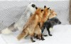 Firefox - brakujące wtyczki 