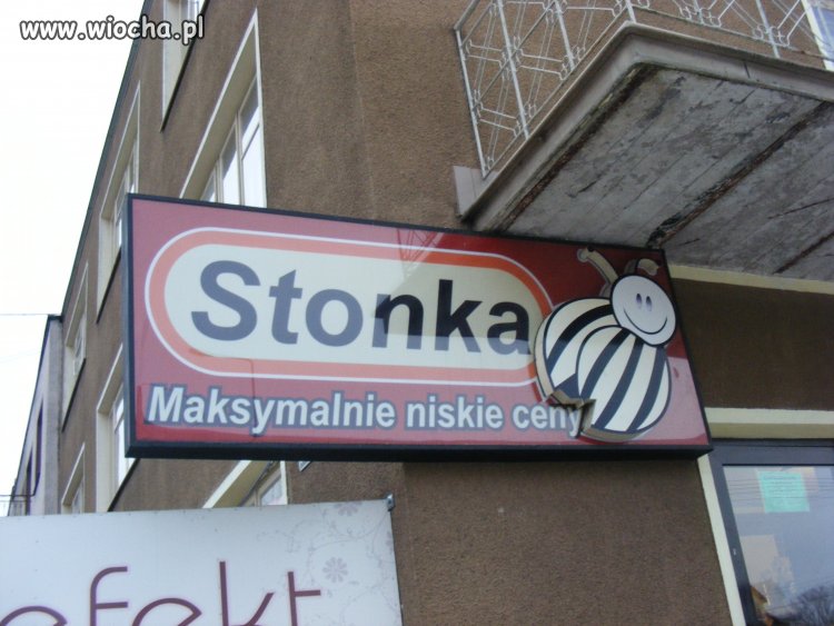 Stonka czy biedronka