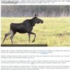 Pijane łosie terroryzują ludzi.