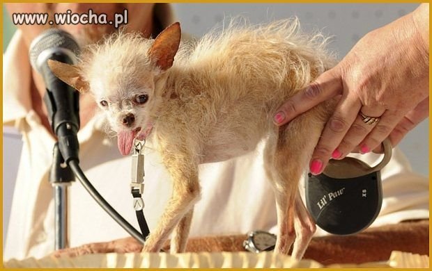 Element galerii
