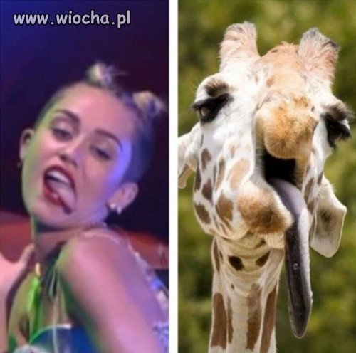 Czy to Miley czy żyrafa?