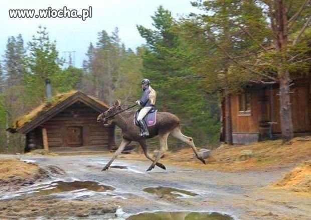 Tymczasem w Kanadzie...
