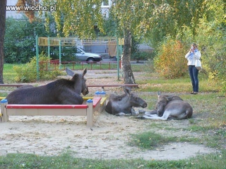 Tymczasem w piaskownicy...
