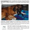 Zastanawia mnie, czym zawinił ten pies?