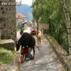 Nie zadzieraj z bykiem