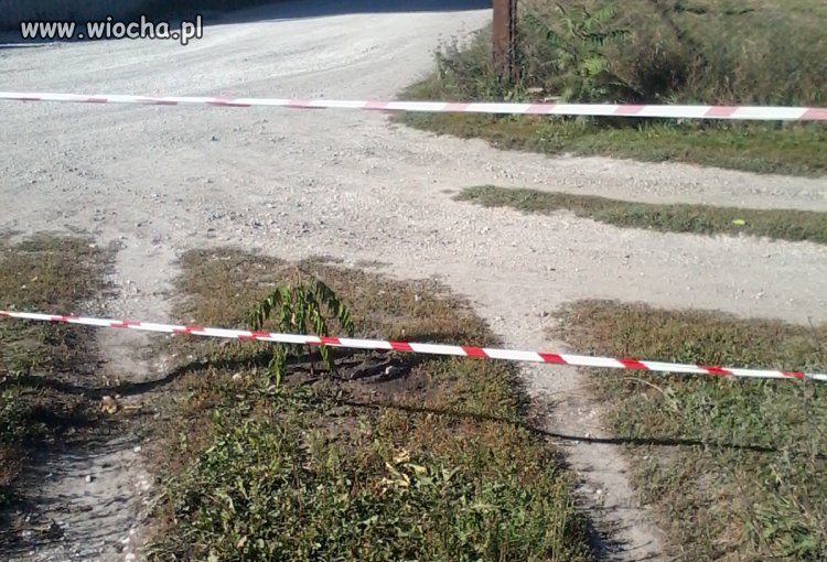 Złośliwość sąsiedzka - Krzaczek taśmy i wyjazd