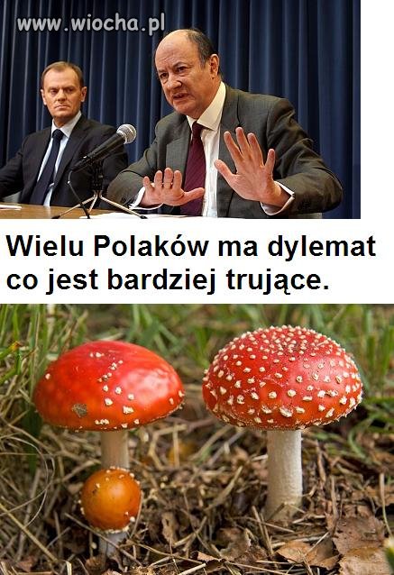 Ich słowa można porównać do grzybków.