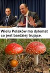 Ich słowa można porównać do grzybków.