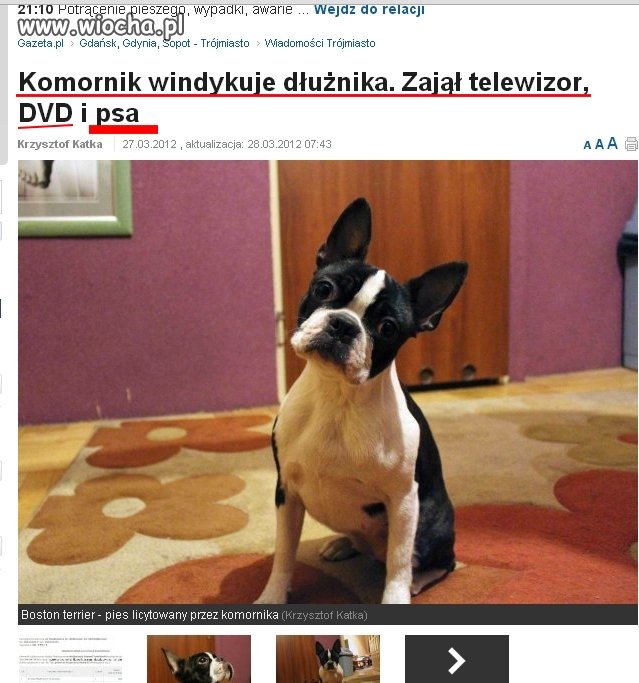 Komornik licytuje psa 5 letniej dziewczynki...