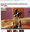 Komornik licytuje psa 5 letniej dziewczynki...