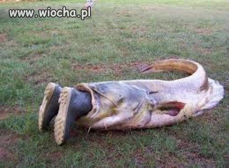 Taka przynęta 