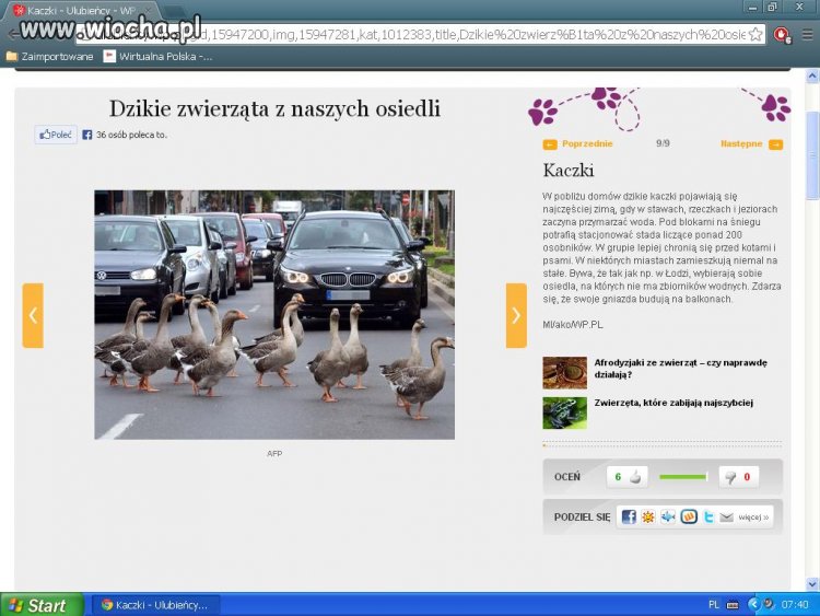 Jakie to ptaki: kaczki czy gęsi?