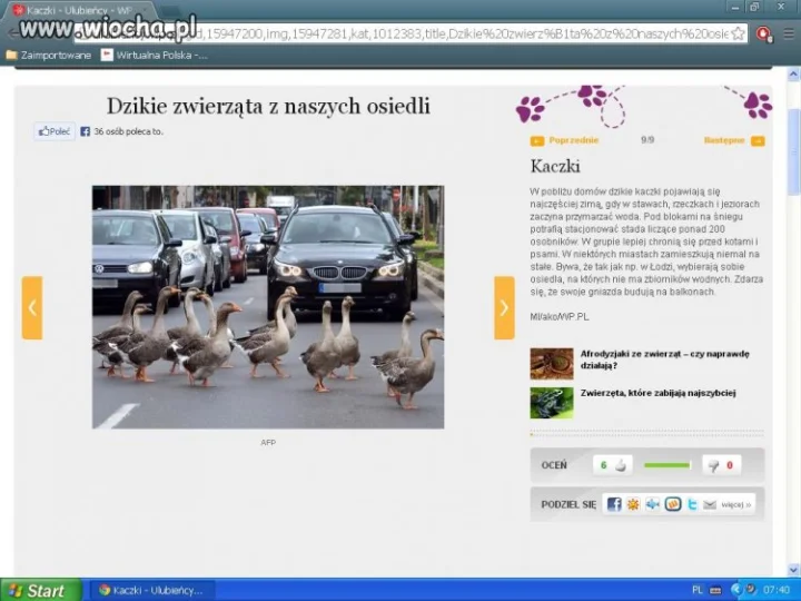 Jakie to ptaki: kaczki czy gęsi?