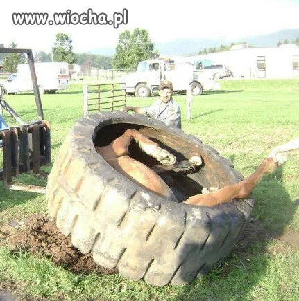 Biedny koń