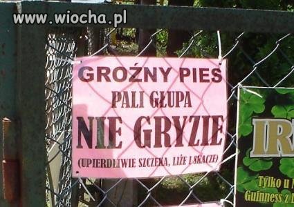 Groźny pies