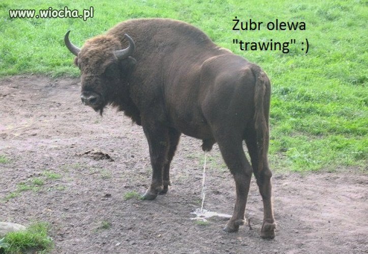 Zdenerwowana konkurencja
