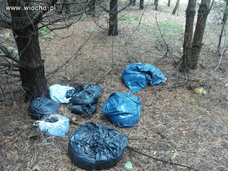 Tymczasem na grzybach