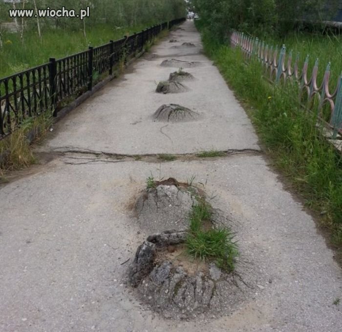 Czy to kretowiska?