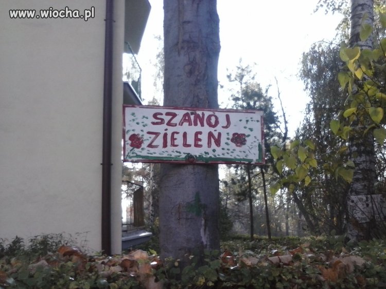 "Szanój" zieleń...