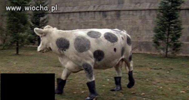 Nie tylko pieski 