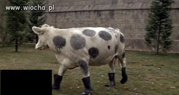 Nie tylko pieski 