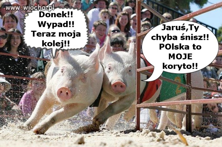 Szaleńczy pęd do koryta.