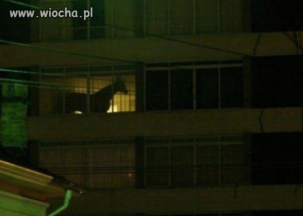 Takie tam u sąsiada